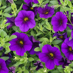 Calibrachoa PortuCal Trailing Blue